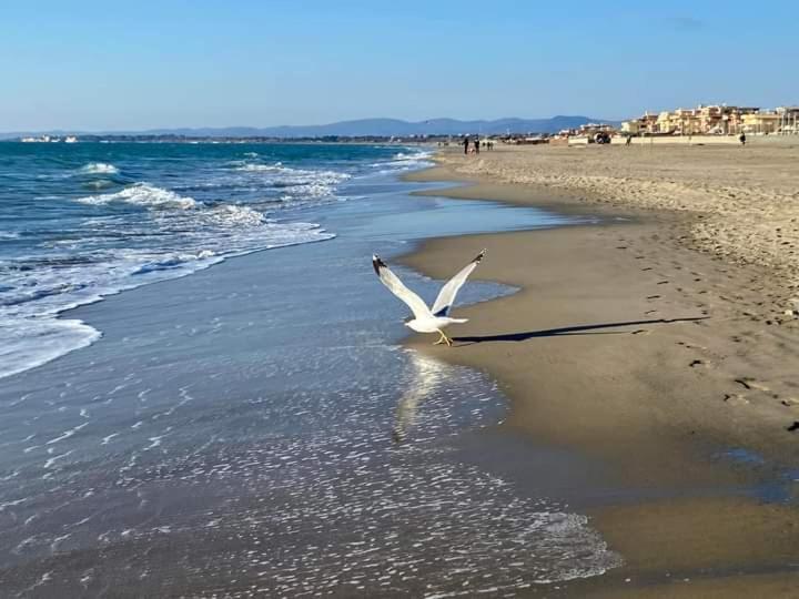 La Bouganville Passoscuro Dış mekan fotoğraf